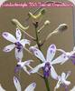 Vandachostylis TSS Taiwan Gandharva